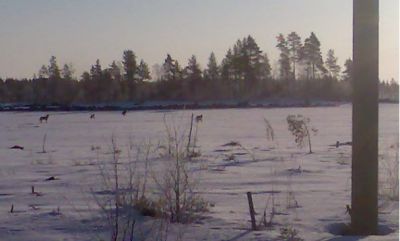 Susivierailu Pohjankankaalla
Neljä sutta vieraili Pohjankankaalla 27.3.2009. Kuva on otettu Niinisalo-Karvia tieltä.
