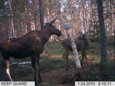 Nuolukivellä tapahtuu
Ennen jahtikautta kuvattiin sopivat saalishirvet.
